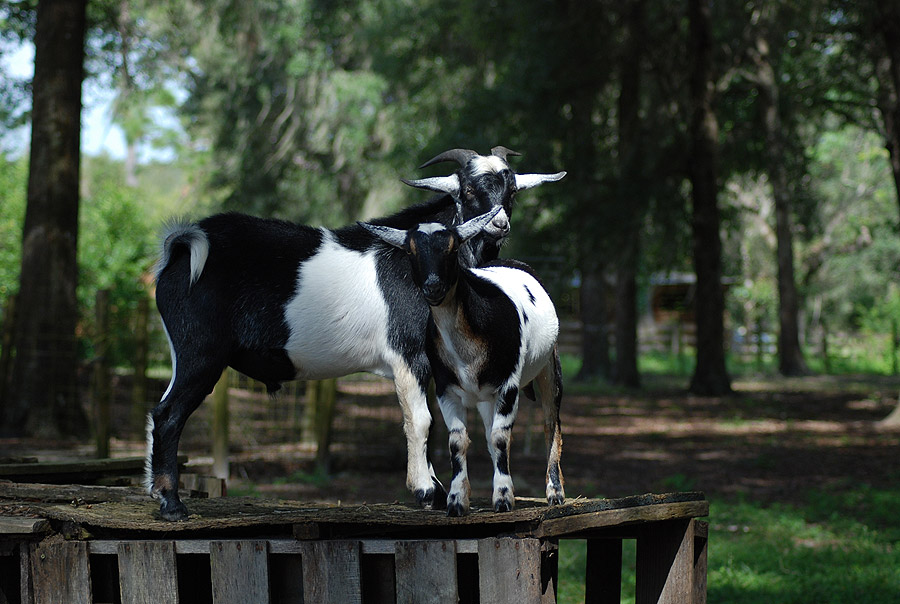 Billy and Lilly - Our Newest Goats